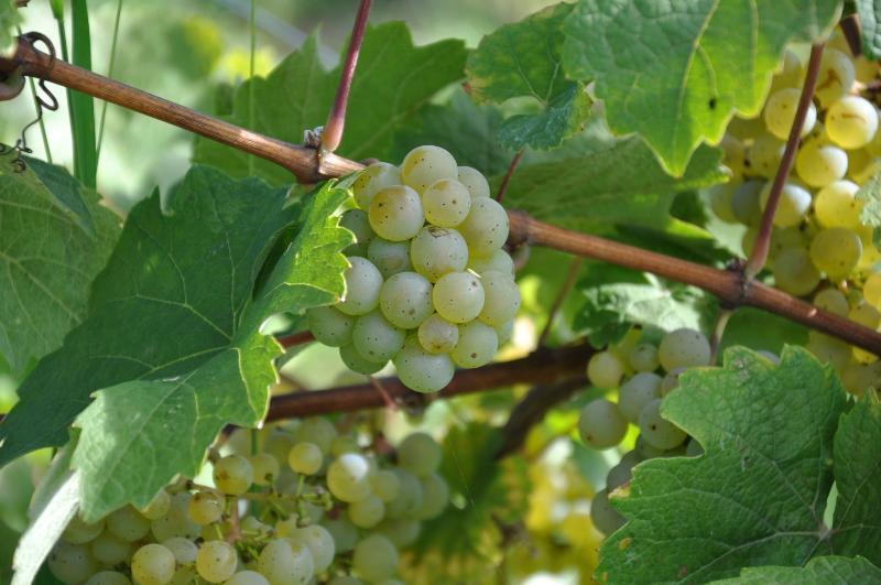 Weinhotel Ayler Kupp 외부 사진